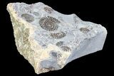 Ammonite (Promicroceras) Cluster -Somerset, England #86253-1